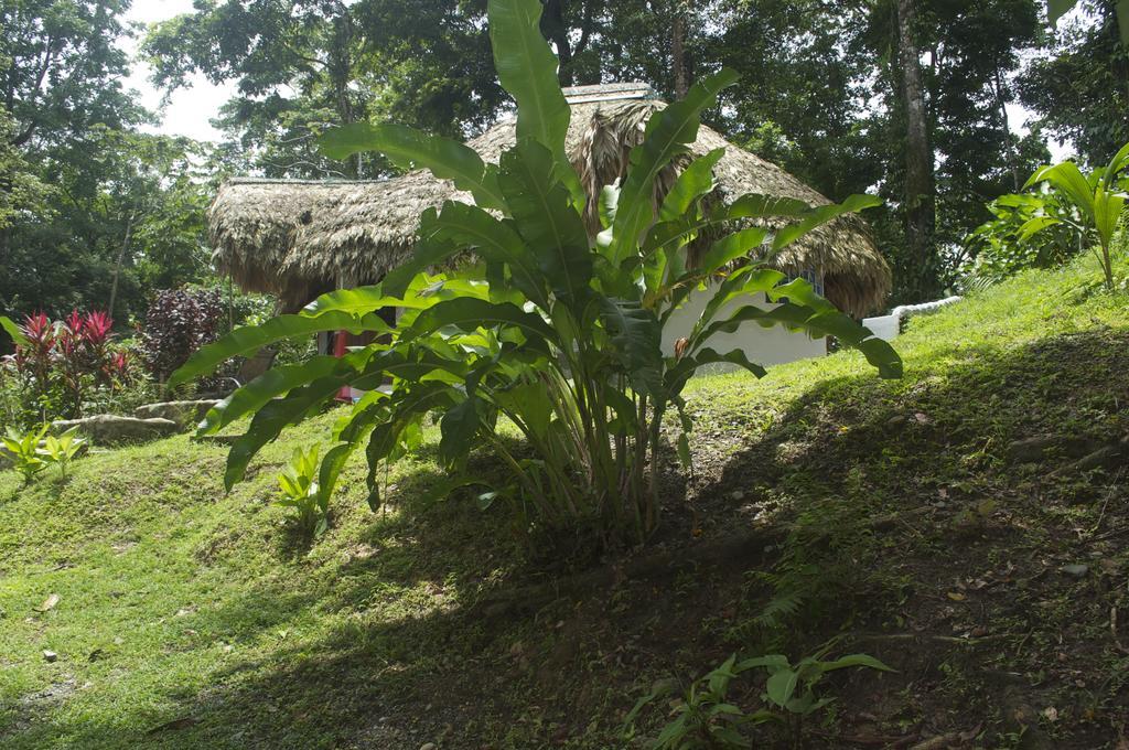 La Magia Bungalows Puerto Viejo de Talamanca ภายนอก รูปภาพ